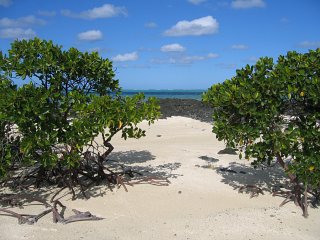 [Mangrove Mauritius]