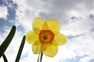 [Daffodil contre-jour]