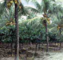 plantation de cocotiers