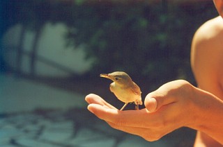 [Bird]